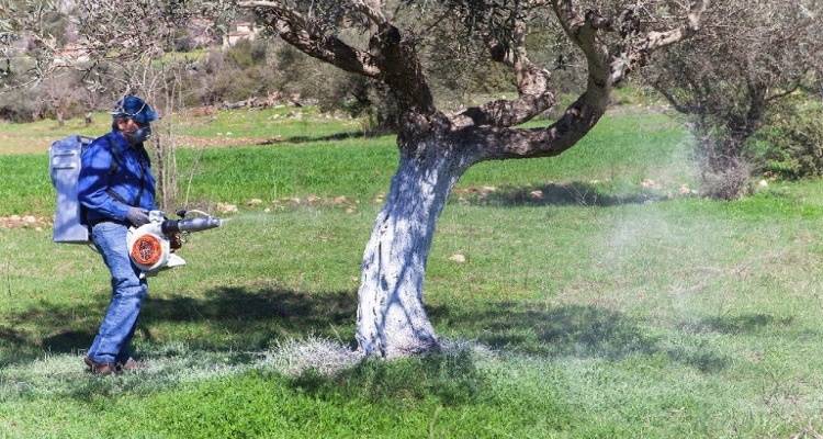 Λήμνος: Το πρόγραμμα δακοκτονίας για τον τέταρτο ψεκασμό