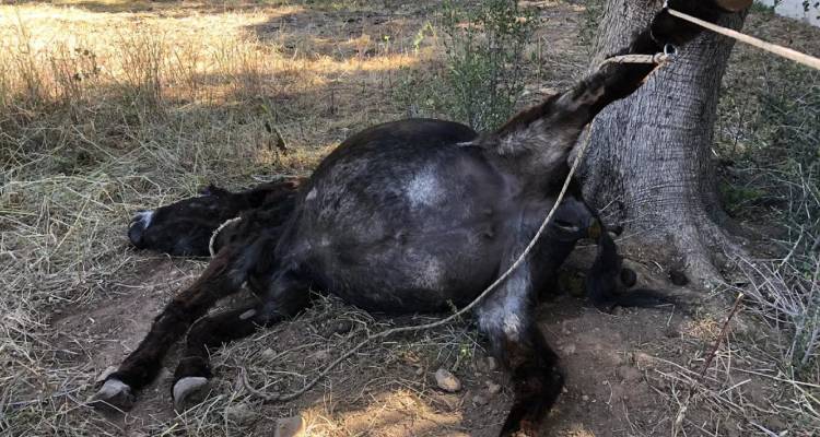 &Kappa;&omicron;&rho;&omega;&pi;ί: &Beta;&alpha;&rho;&iota;ά &laquo;&kappa;&alpha;&mu;&pi;ά&nu;&alpha;&raquo; 30.000 &epsilon;&upsilon;&rho;ώ &sigma;&tau;&omicron;&nu; &iota;&delta;&iota;&omicron;&kappa;&tau;ή&tau;&eta; &pi;&omicron;&upsilon; έ&delta;&epsilon;&sigma;&epsilon; &kappa;&alpha;&iota; ά&phi;&eta;&sigma;&epsilon; &tau;&omicron; &gamma;&alpha;ϊ&delta;&omicron;&upsilon;&rho;ά&kappa;&iota; &tau;&omicron;&upsilon; &nu;&alpha; &pi;&epsilon;&theta;ά&nu;&epsilon;&iota;