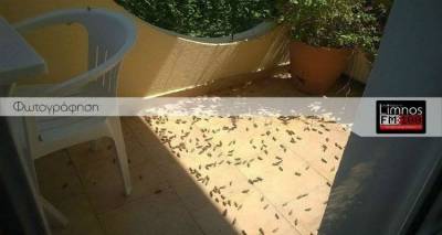 Ακριδόπληκτος κηρύχθηκε ο Άγιος Ευστράτιος