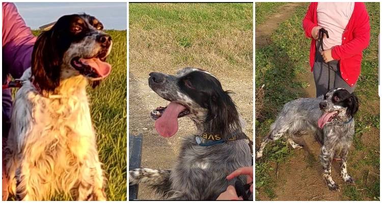 Λήμνος: Περίεργη εξαφάνιση σκυλιών | Μπορείτε να βοηθήσετε;