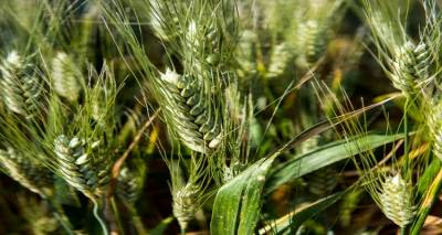 &Lambda;&iota;&pi;ά&sigma;&mu;&alpha;&tau;&alpha; Eurochem - &epsilon;&gamma;&gamma;ύ&eta;&sigma;&eta; &gamma;&iota;&alpha; &kappa;&rho;&iota;&theta;ά&rho;&iota;, &sigma;&iota;&tau;ά&rho;&iota; &amp; &beta;&rho;ώ&mu;&eta;