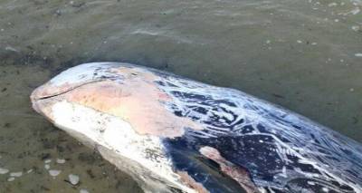 &Epsilon;&nu;&tau;&omicron;&pi;ί&sigma;&tau;&eta;&kappa;&epsilon; &nu;&epsilon;&kappa;&rho;ό &delta;&epsilon;&lambda;&phi;ί&nu;&iota; &sigma;&tau;&omicron;&nu; &Kappa;ό&tau;&sigma;&iota;&nu;&alpha;