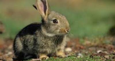 &Lambda;ή&mu;&nu;&omicron;&sigmaf;: &Alpha;&nu;&alpha;&kappa;&omicron;&iota;&nu;ώ&theta;&eta;&kappa;&alpha;&nu; &omicron;&iota; &pi;ί&nu;&alpha;&kappa;&epsilon;&sigmaf; &mu;&epsilon; &tau;&iota;&sigmaf; &epsilon;&kappa;&tau;&iota;&mu;ή&sigma;&epsilon;&iota;&sigmaf; &zeta;&eta;&mu;&iota;ώ&nu; &sigma;&tau;&iota;&sigmaf; &alpha;&mu;&pi;&epsilon;&lambda;&omicron;&kappa;&alpha;&lambda;&lambda;&iota;έ&rho;&gamma;&epsilon;&iota;&epsilon;&sigmaf; &tau;&eta;&sigmaf; &Delta;.&Epsilon;. &Alpha;&tau;&sigma;&iota;&kappa;ή&sigmaf;