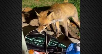 Αλεπού αποπειράθηκε να κλέψει τσάντα με κρουασάν στην Πετρούπολη - Δείτε βίντεο