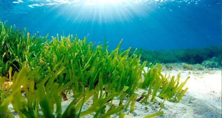 Πλάκα: Σήμερα η εκδήλωση για τα «Λιβάδια Ποσειδωνίας στη Λήμνο»