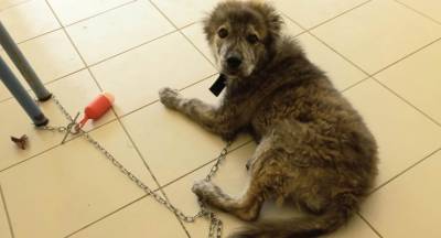 &Beta;&rho;έ&theta;&eta;&kappa;&epsilon; &omicron; &iota;&delta;&iota;&omicron;&kappa;&tau;ή&tau;&eta;&sigmaf;  &tau;&eta;&sigmaf; &sigma;&kappa;&upsilon;&lambda;ί&tau;&sigma;&alpha; &tau;&eta;&sigmaf; &phi;&omega;&tau;&omicron;&gamma;&rho;&alpha;&phi;ί&alpha;&sigmaf;