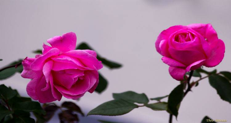 &Omicron;&iota;  &Mu;&alpha;&nu;&omicron;ύ&lambda;&epsilon;&sigmaf; .. &gamma;&iota;&omicron;&rho;&tau;ά&zeta;&omicron;&upsilon;&nu; &sigma;ή&mu;&epsilon;&rho;&alpha;