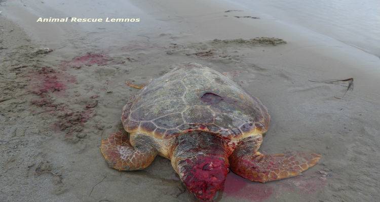 Δεν τα κατάφερε θαλάσσια χελώνα που βρέθηκε τραυματισμένη στη Λήμνο (photos)