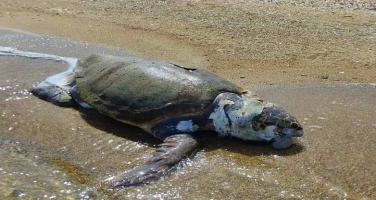 &Nu;&epsilon;&kappa;&rho;ή &theta;&alpha;&lambda;ά&sigma;&sigma;&iota;&alpha; &chi;&epsilon;&lambda;ώ&nu;&alpha; &sigma;&epsilon; &pi;&alpha;&rho;&alpha;&lambda;ί&alpha; &tau;&eta;&sigmaf; &Lambda;ή&mu;&nu;&omicron;&upsilon;