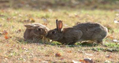 Έκτακτη σύσκεψη για το ζήτημα της διαχείρισης των αγριοκούνελων στη Λήμνο
