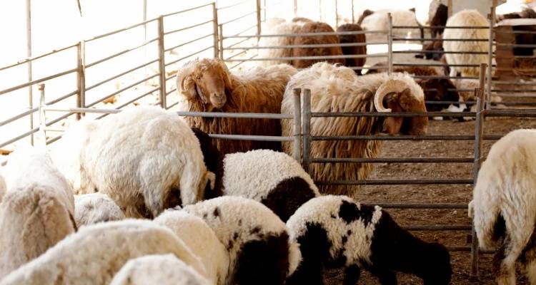 &Eta; &Alpha;&nu;&tau;&iota;&pi;&epsilon;&rho;&iota;&phi;&epsilon;&rho;&epsilon;&iota;ά&rho;&chi;&eta;&sigmaf; &Pi;&rho;&omega;&tau;&omicron;&gamma;&epsilon;&nu;&omicron;ύ&sigmaf; &Tau;&omicron;&mu;έ&alpha; &sigma;&tau;&omicron; &Upsilon;&Pi;.&Alpha;.&Alpha;.&Tau; &theta;έ&tau;&omicron;&nu;&tau;&alpha;&sigmaf; &tau;&alpha; &pi;&rho;&omicron;&beta;&lambda;ή&mu;&alpha;&tau;&alpha; &pi;&omicron;&upsilon; &alpha;&pi;&alpha;&iota;&tau;&omicron;ύ&nu; ά&mu;&epsilon;&sigma;&epsilon;&sigmaf; &lambda;ύ&sigma;&epsilon;&iota;&sigmaf; &gamma;&iota;&alpha; &tau;&alpha; &nu;&eta;&sigma;&iota;ά &tau;&omicron;&upsilon; &Beta;&omicron;&rho;&epsilon;ί&omicron;&upsilon; &Alpha;&iota;&gamma;&alpha;ί&omicron;&upsilon;