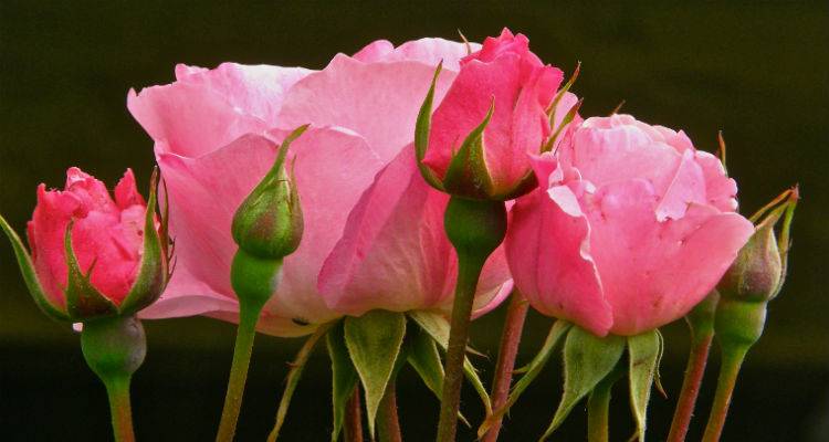 Ημέρα της Μητέρας: Για τις μητέρες όλου του κόσμου