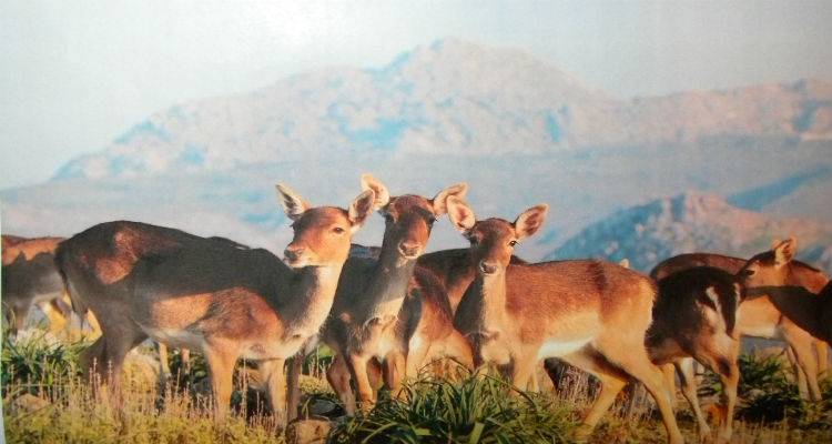 Ημερίδα για τα Πλατώνια της Λήμνου στο &quot;Μαρούλα&quot;