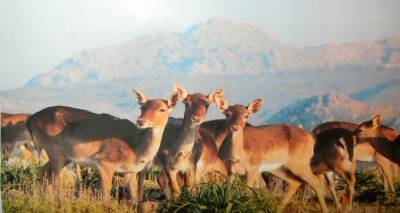 Ημερίδα για τα Πλατώνια της Λήμνου στο &quot;Μαρούλα&quot;