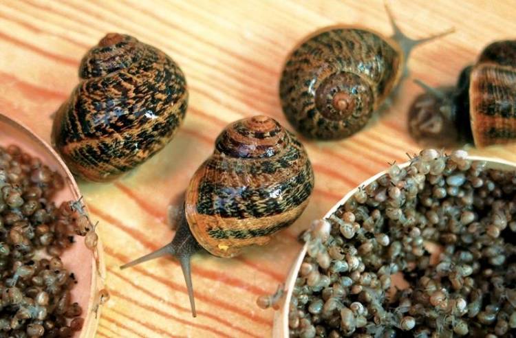 &Sigma;&tau;&eta;&nu; ύ&pi;&alpha;&iota;&theta;&rho;&omicron; &tau;&eta;&sigmaf; &Lambda;ή&mu;&nu;&omicron;&upsilon; &gamma;&iota;&alpha; &sigma;&upsilon;&gamma;&kappa;&omicron;&mu;&iota;&delta;ή &sigma;&alpha;&lambda;&iota;&gamma;&kappa;&alpha;&rho;&iota;ώ&nu;