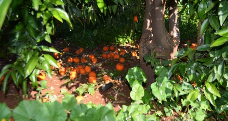 &Epsilon;&Lambda;&Gamma;&Alpha;: &Pi;&iota;&omicron; &gamma;&rho;ή&gamma;&omicron;&rho;&epsilon;&sigmaf; &omicron;&iota; &alpha;&pi;&omicron;&zeta;&eta;&mu;&iota;ώ&sigma;&epsilon;&iota;&sigmaf; &mu;&epsilon; &tau;&eta; &beta;&omicron;ή&theta;&epsilon;&iota;&alpha; &tau;&eta;&sigmaf; &tau;&epsilon;&chi;&nu;&omicron;&lambda;&omicron;&gamma;ί&alpha;&sigmaf;