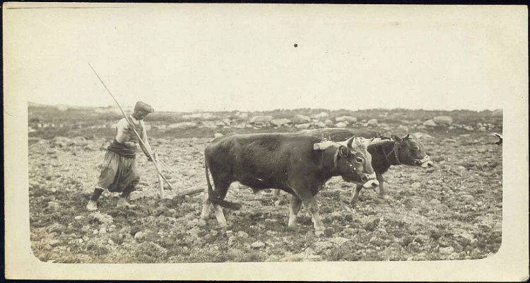 Όταν τα βόδια έσωσαν το Κατάλακκο