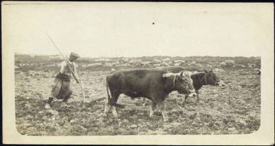 Όταν τα βόδια έσωσαν το Κατάλακκο