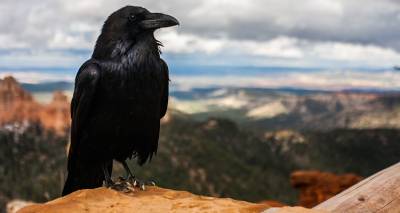 &Kappa;&upsilon;&nu;&eta;&gamma;&epsilon;&tau;&iota;&kappa;ό&sigmaf; &Sigma;ύ&lambda;&lambda;&omicron;&gamma;&omicron;&sigmaf; &Lambda;ή&mu;&nu;&omicron;&upsilon;: &Sigma;&upsilon;&nu;&epsilon;&chi;ί&zeta;&epsilon;&tau;&alpha;&iota; &tau;&omicron; &pi;&rho;ό&gamma;&rho;&alpha;&mu;&mu;&alpha; &epsilon;&lambda;έ&gamma;&chi;&omicron;&upsilon; &tau;&omicron;&upsilon; &pi;&lambda;&eta;&theta;&upsilon;&sigma;&mu;&omicron;ύ &tau;&omega;&nu; &kappa;&omicron;&rho;&alpha;&kappa;&omicron;&epsilon;&iota;&delta;ώ&nu;