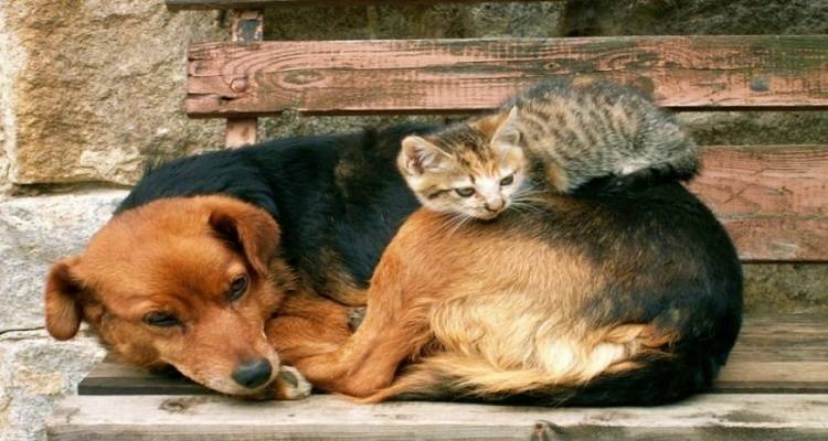 &Omicron;&iota; &phi;&iota;&lambda;ό&zeta;&omega;&omicron;&iota; &lambda;έ&nu;&epsilon; &Nu;&Alpha;&Iota; &sigma;&tau;&eta;&nu; &sigma;&tau;&epsilon;ί&rho;&omega;&sigma;&eta; &kappa;&alpha;&iota; &tau;&eta;&nu; &mu;&epsilon;ί&omega;&sigma;&eta; &tau;&omega;&nu; &alpha;&delta;έ&sigma;&pi;&omicron;&tau;&omega;&nu;