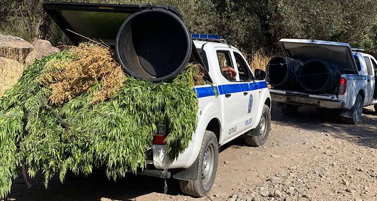 Λέσβος: Συνελήφθησαν δύο άτομα για καλλιέργεια και διακίνηση κάνναβης