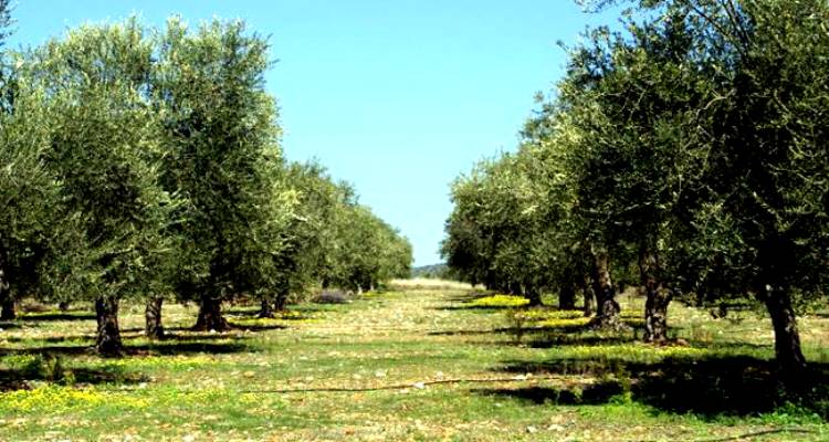 Η Λήμνος μπαίνει δυναμικά στον ελαιοκομικό χάρτη της Ελλάδας (mp3)