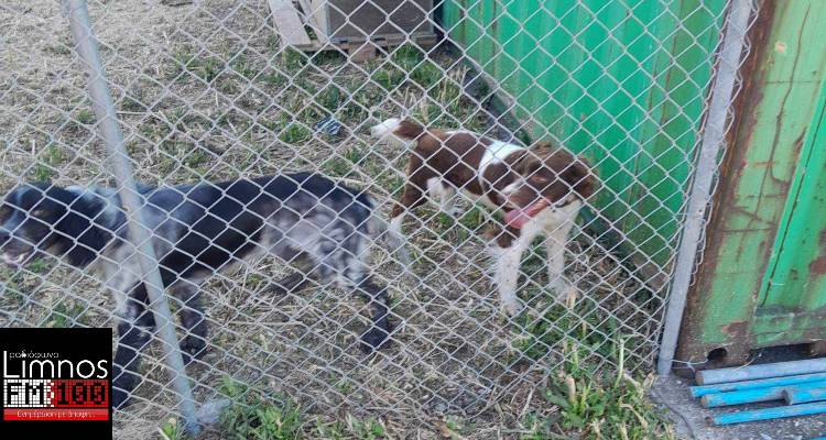 &Lambda;ή&mu;&nu;&omicron;&sigmaf;: &Chi;ά&theta;&eta;&kappa;&epsilon; &alpha;&rho;&sigma;&epsilon;&nu;&iota;&kappa;ό &Sigma;&pi;&rho;ί&gamma;&kappa;&epsilon;&lambda;