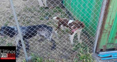 &Lambda;ή&mu;&nu;&omicron;&sigmaf;: &Chi;ά&theta;&eta;&kappa;&epsilon; &alpha;&rho;&sigma;&epsilon;&nu;&iota;&kappa;ό &Sigma;&pi;&rho;ί&gamma;&kappa;&epsilon;&lambda;