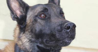 Δηλητηρίασαν τον Echo, τον πιο γνωστό τον σκύλο ανίχνευσης -Η ιατροδικαστική έκθεση κάνει λόγο για τοξικότητα