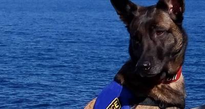 &Eta; Mirka &omicron; &sigma;&kappa;ύ&lambda;&omicron;&sigmaf; &alpha;&nu;&iota;&chi;&nu;&epsilon;&upsilon;&tau;ή&sigmaf; &tau;&omicron;&upsilon; &Beta;&Alpha; &Alpha;&iota;&gamma;&alpha;ί&omicron;&upsilon;, &alpha;&pi;&omicron;&sigma;&tau;&rho;&alpha;&tau;&epsilon;ύ&tau;&eta;&kappa;&epsilon; &delta;&iota;&alpha; &pi;&alpha;&nu;&tau;ό&sigmaf;&hellip;