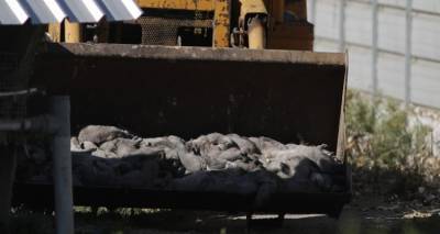 Ηλίας Μόσιαλος: «Γιατί θανατώνονται τα βιζόν | Η παραλλαγή του κορωνοϊού»