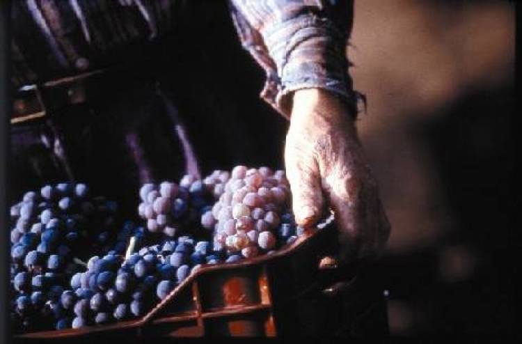 &Alpha;&nu;&alpha;&kappa;&omicron;&iota;&nu;ώ&theta;&eta;&kappa;&epsilon; &tau;&omicron; &pi;&rho;ό&gamma;&rho;&alpha;&mu;&mu;&alpha; &alpha;&nu;&alpha;&delta;&iota;ά&rho;&theta;&rho;&omega;&sigma;&eta;&sigmaf; &alpha;&mu;&pi;&epsilon;&lambda;ώ&nu;&omega;&nu; &pi;&epsilon;&rho;&iota;ό&delta;&omicron;&upsilon; 2014-2015