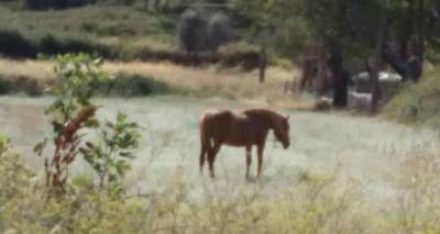 Ενοχλημένοι κάτοικοι της Μύρινας από τη συμπεριφορά ιδιοκτήτη αλόγου