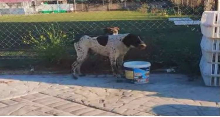 &Epsilon;&nu;&tau;&omicron;&pi;ί&sigma;&tau;&eta;&kappa;&epsilon; &sigma;&kappa;&upsilon;&lambda;ί &sigma;&tau;&omicron; &Lambda;&iota;&beta;&alpha;&delta;&omicron;&chi;ώ&rho;&iota; | &Alpha;&nu;&alpha;&zeta;&eta;&tau;&epsilon;ί&tau;&alpha;&iota; ά&mu;&epsilon;&sigma;&alpha; &omicron; &iota;&delta;&iota;&omicron;&kappa;&tau;ή&tau;&eta;&sigmaf;