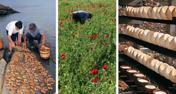 &laquo;Terra Lemnia: &Alpha;&gamma;&rho;&omicron;-&delta;&iota;&alpha;&tau;&rho;&omicron;&phi;&iota;&kappa;ή &kappa;&lambda;&eta;&rho;&omicron;&nu;&omicron;&mu;&iota;ά &amp; &tau;&omicron;&pi;&iota;&kappa;ή &alpha;&nu;ά&pi;&tau;&upsilon;&xi;&eta;&raquo;: &Epsilon;&kappa;&delta;ή&lambda;&omega;&sigma;&eta; &tau;&eta;&sigmaf; &laquo;&Alpha;&nu;&epsilon;&mu;ό&epsilon;&sigma;&sigma;&alpha;&sigmaf;&raquo; &sigma;&tau;&eta;&nu; &Pi;&rho;&omicron;ϊ&sigma;&tau;&omicron;&rho;&iota;&kappa;ή &Mu;ύ&rho;&iota;&nu;&alpha;