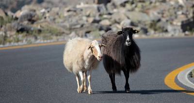 Σε μια ημέρα δηλώθηκαν 66 νέες εστίες ευλογιάς και θανατώθηκαν 13.778 ζώα, ακολουθούμε ευρωπαϊκό πρωτόκολλο λέει ο Τσιάρας