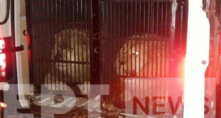&Mu;ύ&kappa;&omicron;&nu;&omicron;&sigmaf;: &Sigma;&epsilon; έ&lambda;&epsilon;&gamma;&chi;&omicron; &sigma;&tau;&omicron;&nu; &Pi;&rho;&omicron;&mu;&alpha;&chi;ώ&nu;&alpha; &beta;&rho;έ&theta;&eta;&kappa;&alpha;&nu; &laquo;&pi;&alpha;&kappa;&epsilon;&tau;&alpha;&rho;&iota;&sigma;&mu;έ&nu;&alpha;&raquo; &delta;ύ&omicron; &lambda;&iota;&omicron;&nu;&tau;ά&rho;&iota;&alpha; &kappa;&alpha;&iota; &mu;ί&alpha; &tau;ί&gamma;&rho;&eta;&sigmaf; &nu;&alpha; &tau;&alpha;&xi;&iota;&delta;&epsilon;ύ&omicron;&upsilon;&nu; &sigma;&tau;&omicron; &laquo;&nu;&eta;&sigma;ί &tau;&omega;&nu; &alpha;&nu;έ&mu;&omega;&nu;&raquo;
