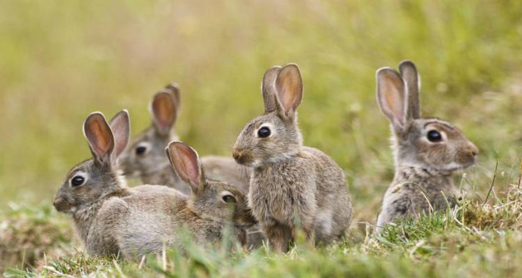 &Epsilon;&Lambda;&Gamma;&Alpha;: &Pi;&omicron;&rho;ί&sigma;&mu;&alpha;&tau;&alpha; &epsilon;&kappa;&tau;ί&mu;&eta;&sigma;&eta;&sigmaf; &zeta;&eta;&mu;&iota;ώ&nu; &alpha;&pi;ό &alpha;&gamma;&rho;&iota;&omicron;&kappa;&omicron;ύ&nu;&epsilon;&lambda;&alpha; &sigma;&epsilon; &kappa;&alpha;&lambda;&lambda;&iota;έ&rho;&gamma;&epsilon;&iota;&epsilon;&sigmaf; &tau;&eta;&sigmaf; &Lambda;ή&mu;&nu;&omicron;&upsilon;