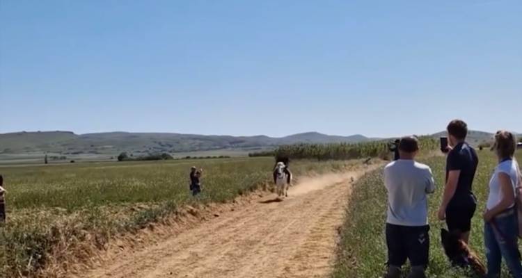 &Lambda;ή&mu;&nu;&omicron;&sigmaf;: Έ&tau;&rho;&epsilon;&xi;&alpha;&nu; &laquo;&gamma;&iota;&alpha; &tau;&omicron; &kappa;&alpha;&lambda;ό&raquo; &phi;έ&tau;&omicron;&sigmaf; &tau;&alpha; ά&lambda;&omicron;&gamma;&alpha; &sigma;&tau;&eta;&nu; &Kappa;&alpha;&lambda;&lambda;&iota;ό&pi;&eta;.