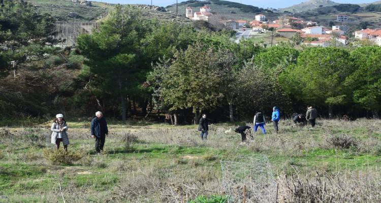 Το νέο δάσος από βελανιδιές στον Άγιο Δημήτριο είναι μόνο η αρχή