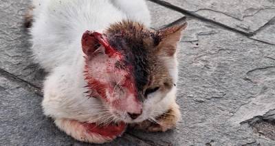 &Zeta;&eta;&tau;&epsilon;ί&tau;&alpha;&iota; &epsilon;&upsilon;&alpha;&iota;&sigma;&theta;&eta;&sigma;ί&alpha;!