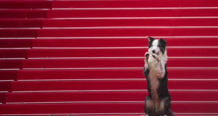 Ο viral σκύλος των Όσκαρ «αναστάτωσε» το κόκκινο χαλί του Φεστιβάλ Καννών -Πόζαρε σαν σταρ