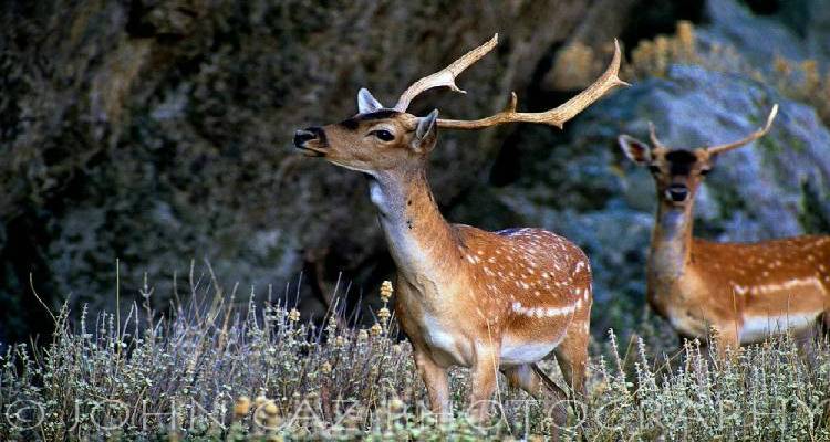 &Pi;&lambda;&alpha;&tau;ώ&nu;&iota;&alpha; = &Kappa;&omicron;&upsilon;&nu;έ&lambda;&iota;&alpha; &Nu;&omicron; 2; - &Eta; &pi;&epsilon;&rho;ί&pi;&tau;&omega;&sigma;&eta; &tau;&eta;&sigmaf; &Rho;ό&delta;&omicron;&upsilon; | &Mu;έ&rho;&omicron;&sigmaf; 2&omicron;