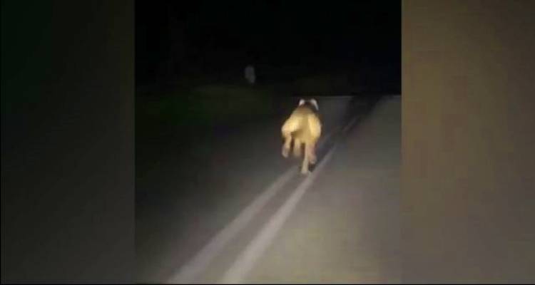 &Epsilon;&nu;&tau;&omicron;&pi;ί&sigma;&tau;&eta;&kappa;&epsilon; &lambda;&upsilon;&kappa;ό&sigma;&kappa;&upsilon;&lambda;&omicron; &sigma;&tau;&omicron; &delta;&rho;ό&mu;&omicron; &Delta;ά&phi;&nu;&eta; &ndash; &Alpha;&tau;&sigma;&iota;&kappa;ή &sigma;&tau;&eta; &Lambda;ή&mu;&nu;&omicron;