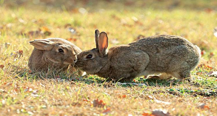 &Nu;έ&epsilon;&sigmaf; &epsilon;&pi;&alpha;&phi;έ&sigmaf; &Alpha;&delta;&alpha;&mu;ί&delta;&eta; &mu;&epsilon; &Tau;&sigma;&iota;&rho;ώ&nu;&eta; &gamma;&iota;&alpha; &theta;έ&mu;&alpha;&tau;&alpha; &Epsilon;&pi;&alpha;&rho;&chi;ί&alpha;&sigmaf; &Lambda;ή&mu;&nu;&omicron;&upsilon;