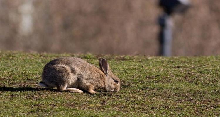Ά&nu;&omicron;&iota;&xi;&epsilon; &eta; &pi;&epsilon;&rho;ί&omicron;&delta;&omicron;&sigmaf; &delta;&eta;&lambda;ώ&sigma;&epsilon;&omega;&nu; &zeta;&eta;&mu;&iota;ώ&nu; &alpha;&pi;ό ά&gamma;&rho;&iota;&alpha; &kappa;&omicron;&upsilon;&nu;έ&lambda;&iota;&alpha; &sigma;&epsilon; &kappa;&alpha;&lambda;&lambda;&iota;έ&rho;&gamma;&epsilon;&iota;&epsilon;&sigmaf; &omicron;&sigma;&pi;&rho;ί&omega;&nu; &sigma;&tau;&eta; &Lambda;ή&mu;&nu;&omicron;