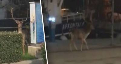 &Epsilon;&lambda;ά&phi;&iota; &beta;&gamma;ή&kappa;&epsilon; &beta;ό&lambda;&tau;&alpha; &sigma;&tau;&omicron; &lambda;&iota;&mu;ά&nu;&iota; &tau;&eta;&sigmaf; &Lambda;ή&mu;&nu;&omicron;&upsilon; (&beta;ί&nu;&tau;&epsilon;&omicron;)