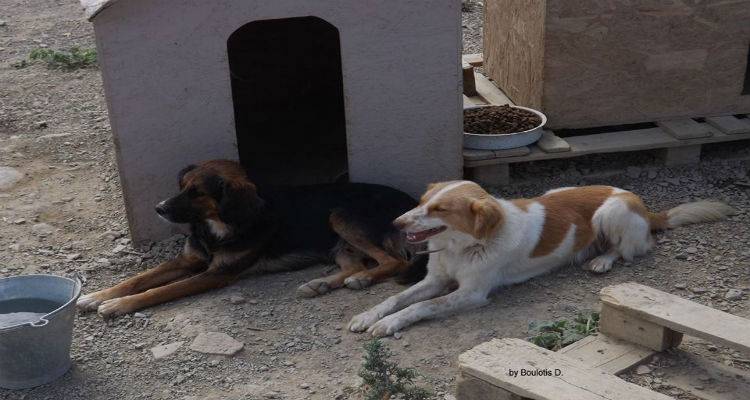 Αιμοληψίες στα αδέσποτα της Λήμνου για το πρωτόζωο της νόσου Καλαζάρ
