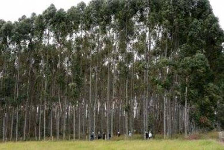 Μεταλλαγμένα δέντρα αναπτύσσονται 40% ταχύτερα – «Λύνουν» το ενεργειακό πρόβλημα