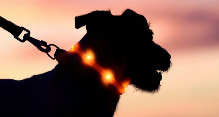 Θεσσαλονίκη: Αθωώθηκε 66χρονη για ηλεκτρονικό κολάρο σε σκύλο του γιου της -«Δεν ήξερα ότι προκαλεί πόνο»